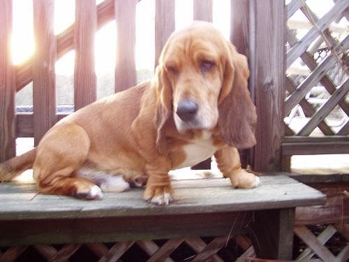 Basset Hound