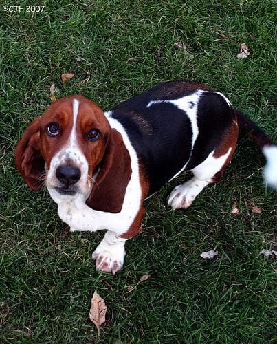 Basset Hound