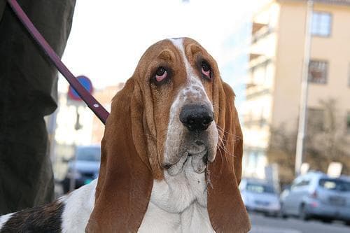 Basset Hound