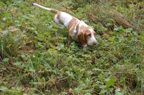 Basset Hound