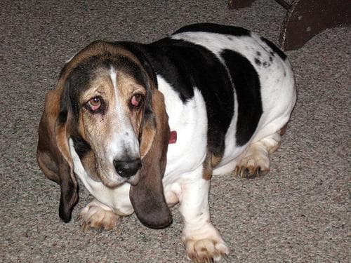 Basset Hound