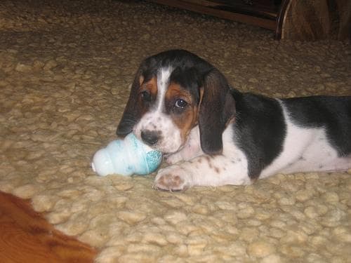 Basset Hound