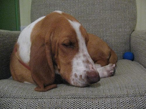 Basset Hound