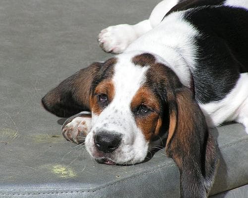 Basset Hound