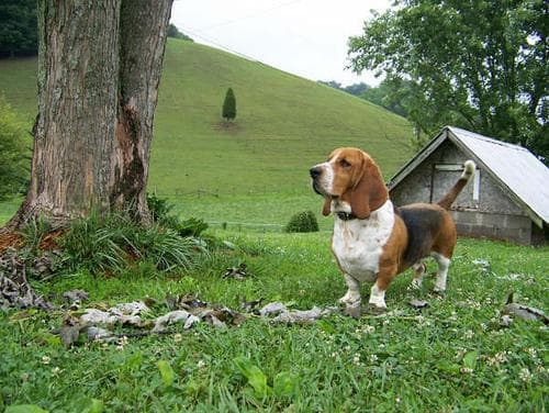 Basset Hound