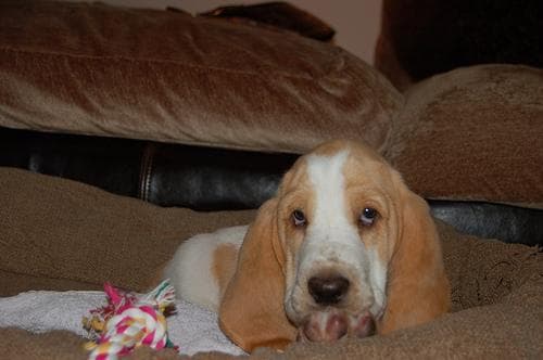 Basset Hound