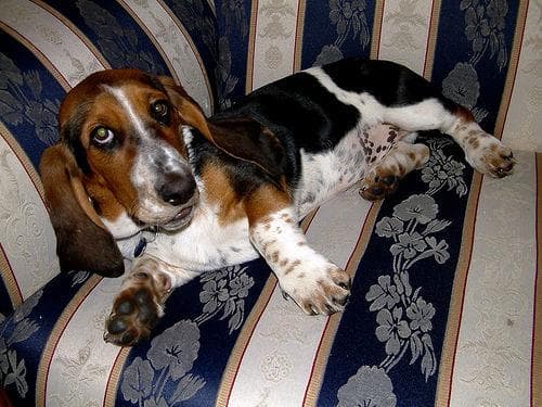 Basset Hound