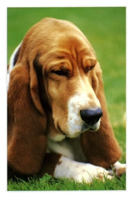 hound