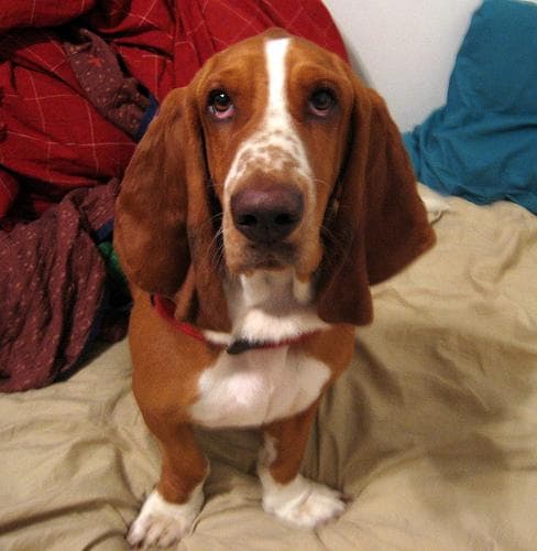 Basset Hound