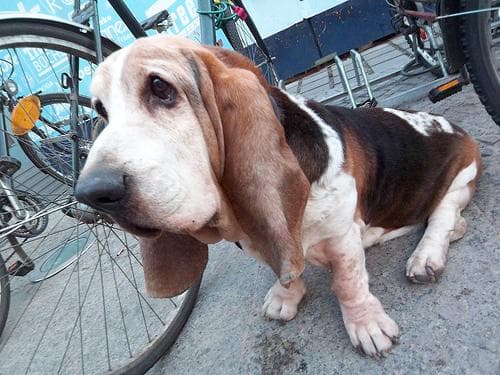 Basset Hound