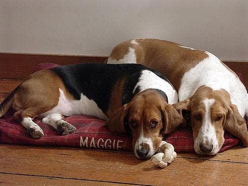 Basset Hound