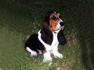 Basset Hound