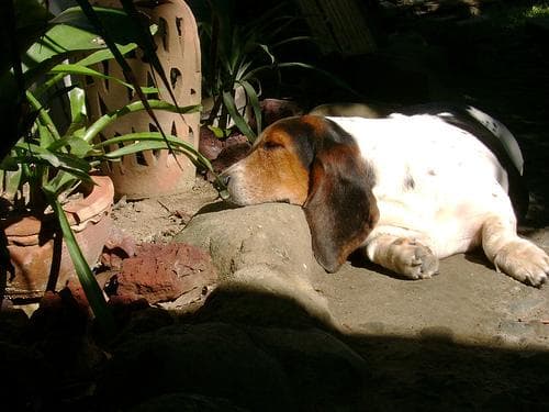 Basset Hound