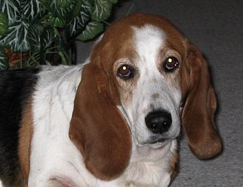 Basset Hound