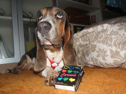 Basset Hound