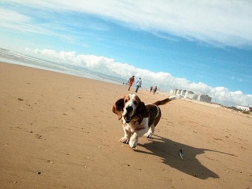 Basset Hound