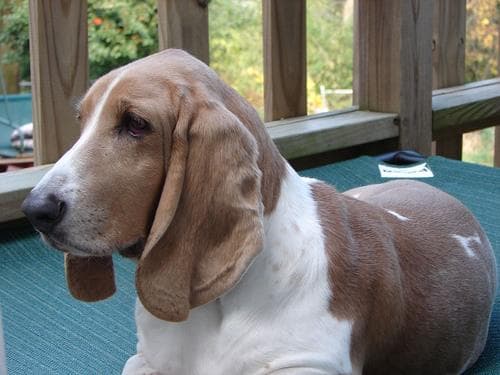 Basset Hound
