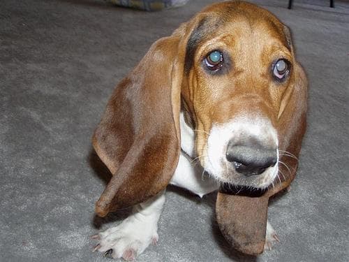 Basset Hound