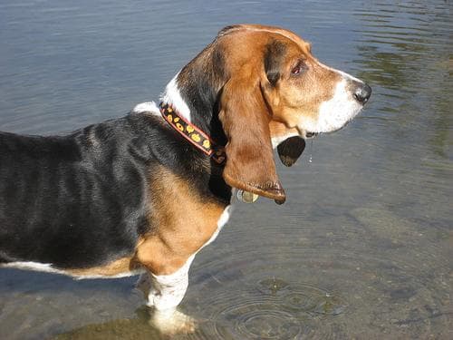 Basset Hound