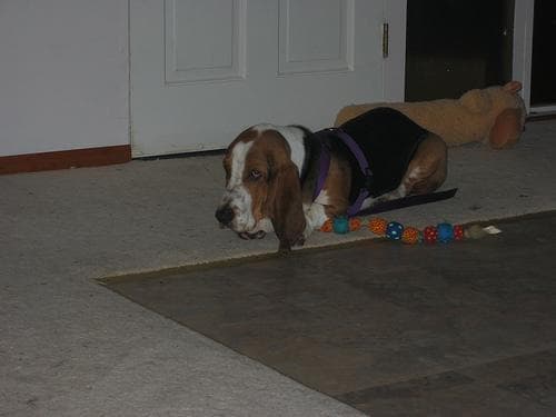 Basset Hound
