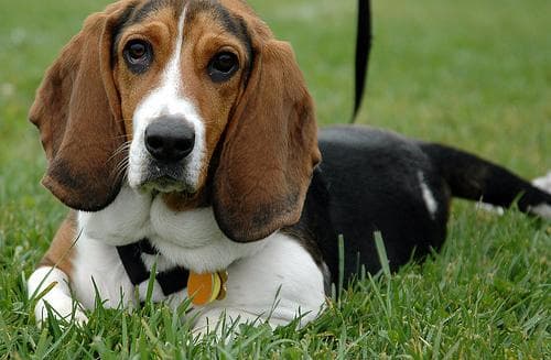 Basset Hound