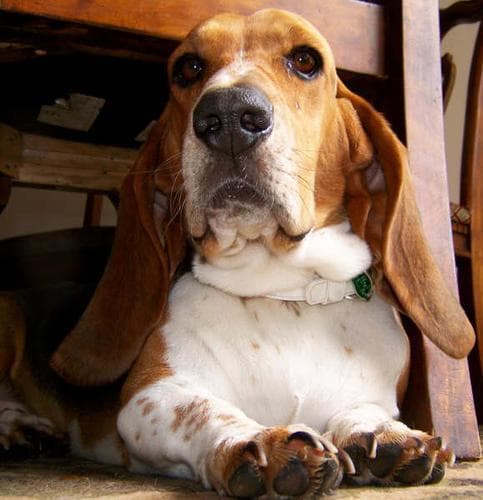 Basset Hound