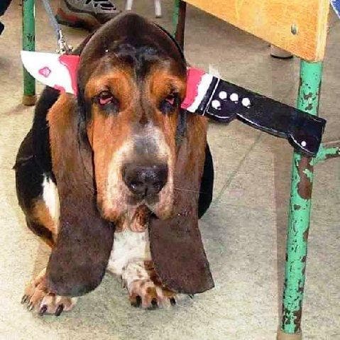 hound