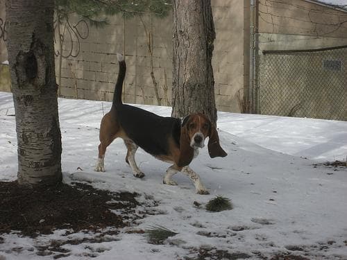 Basset Hound