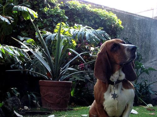 Basset Hound
