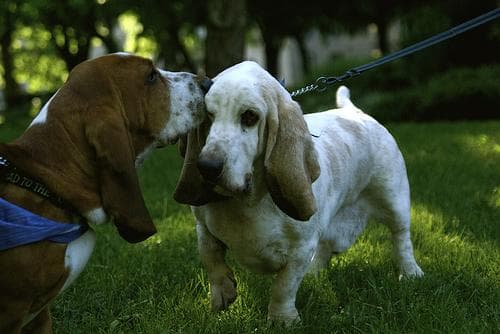 Basset Hound