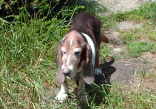 hound