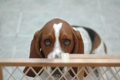 Basset Hound