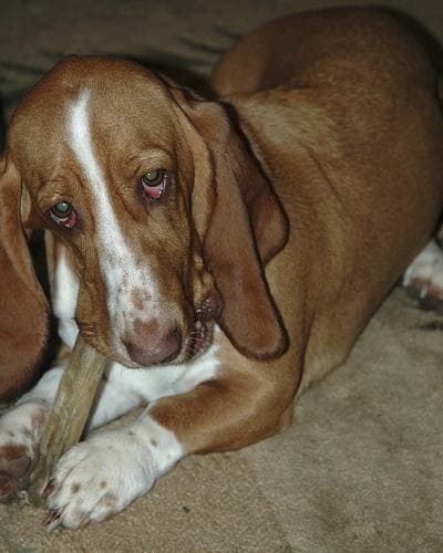 hound