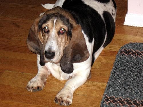 Basset Hound