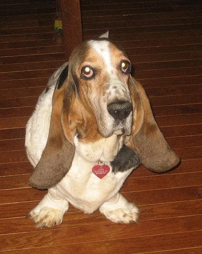 hound