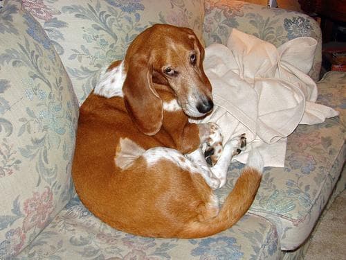 Basset Hound