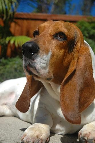 hound
