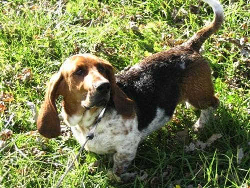Basset Hound