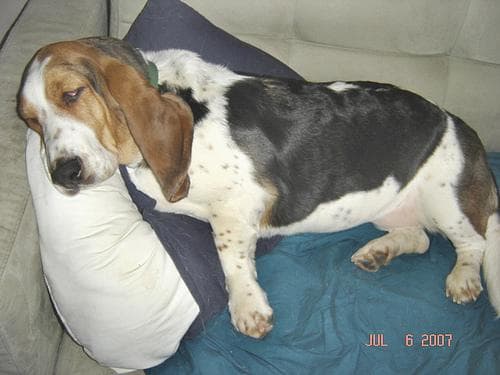 Basset Hound