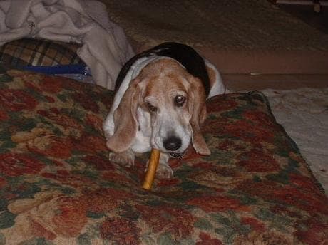 Basset Hound