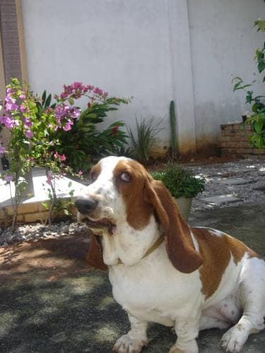 Basset Hound
