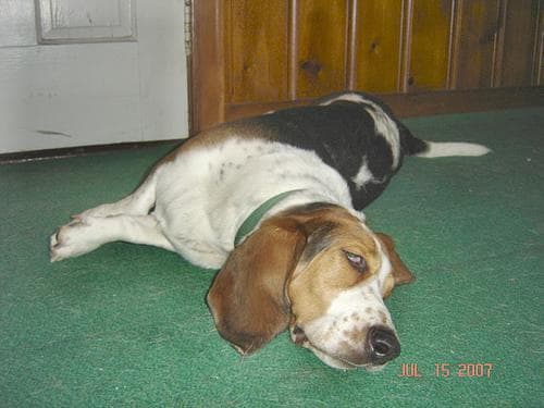 hound