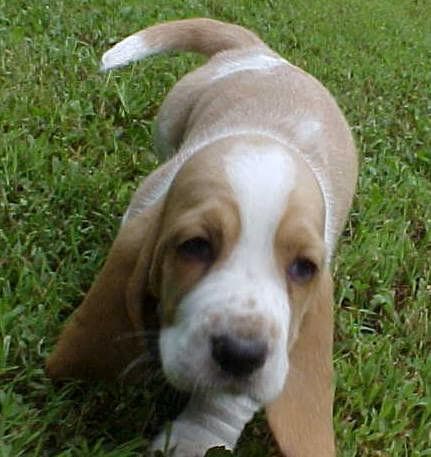 Basset Hound