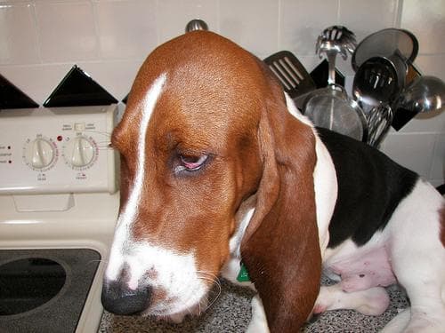Basset Hound