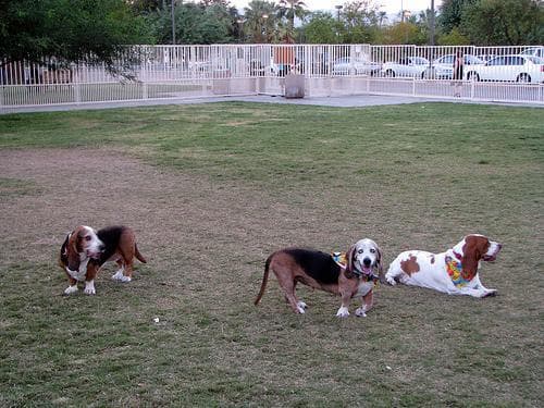 Basset Hound
