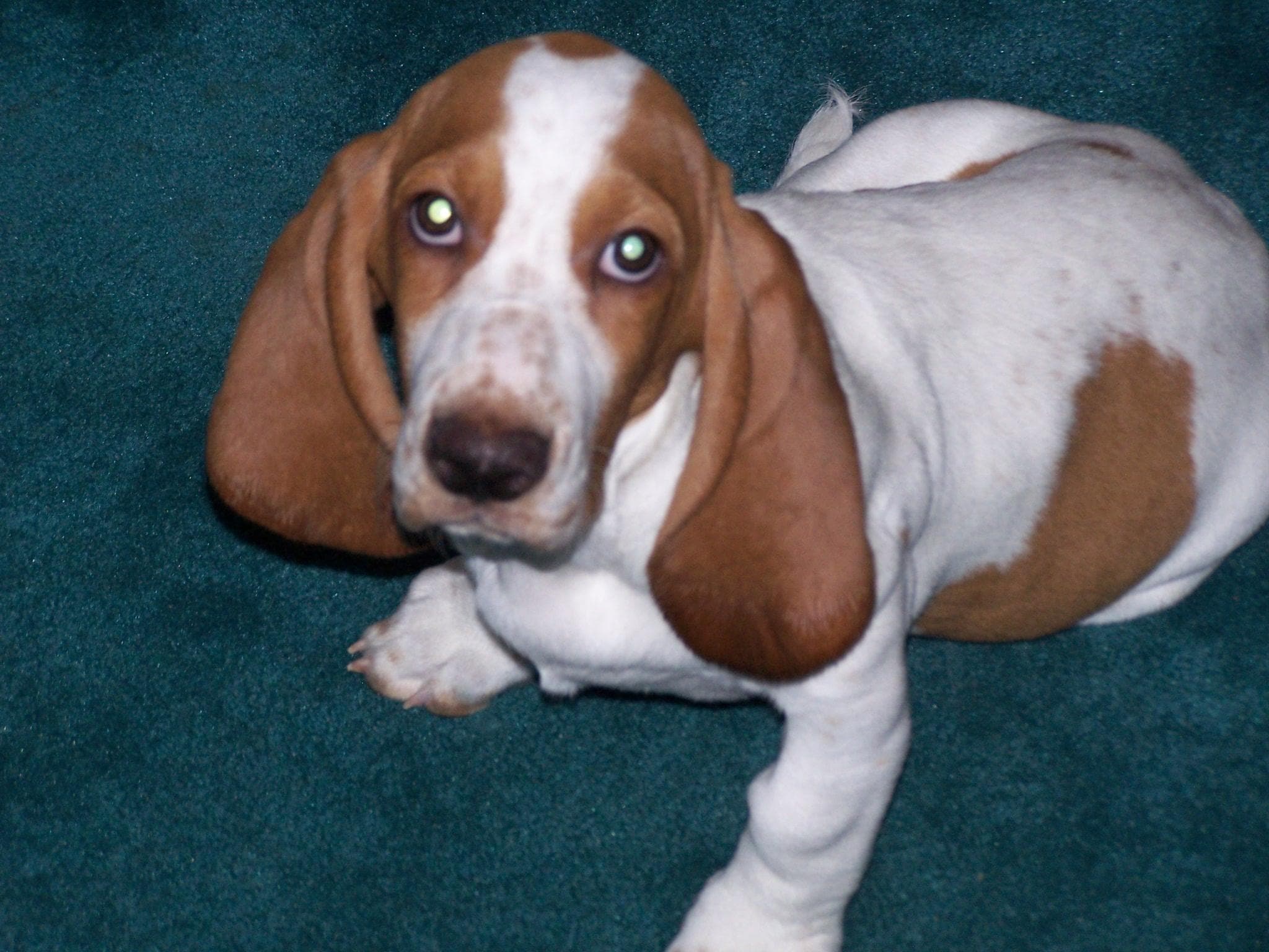 Basset Hound