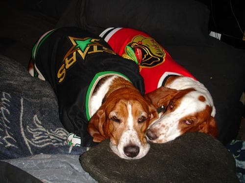 Basset Hound