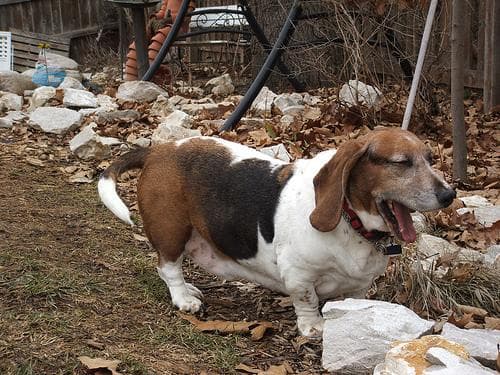 Basset Hound