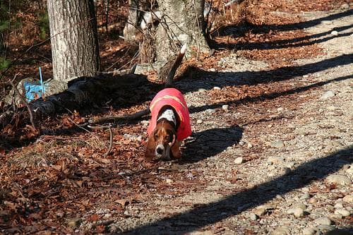 Basset Hound