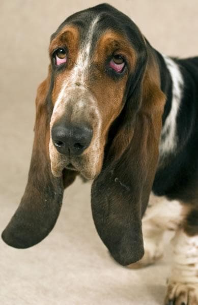 Basset Hound